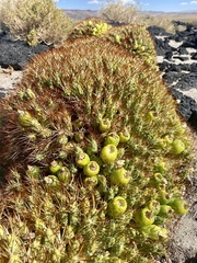 Maihueniopsis camachoi