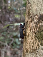 Acraephia perspicillata