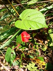 Ipomoea rubriflora
