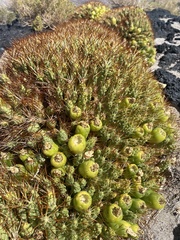 Maihueniopsis camachoi