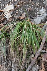 Carex digitata