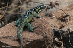 Liolaemus zapallarensis