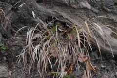 Brachypodium sylvaticum