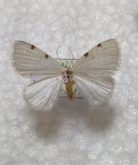 Lomographa bimaculata