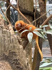 Leontopithecus rosalia