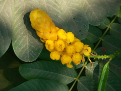 Senna alata