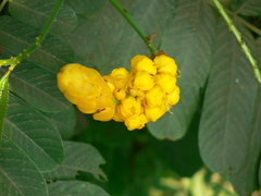 Senna alata