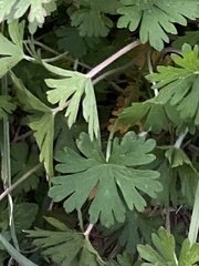 Geranium carolinianum