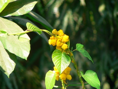 Senna alata