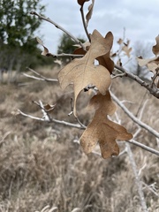 Quercus stellata
