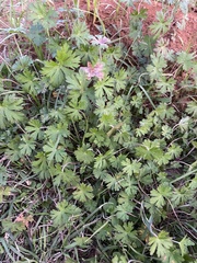Geranium carolinianum