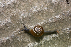 Helicarionoidea