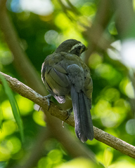 Saltator similis