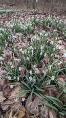 Galanthus nivalis