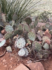 Opuntia tortispina