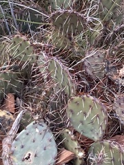 Opuntia tortispina