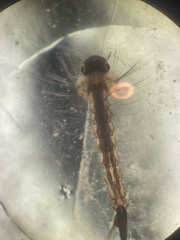 Aedes canadensis