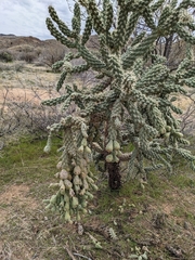 Cylindropuntia fulgida
