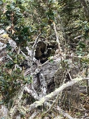 Aphrastura spinicauda