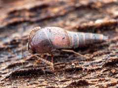 Sepedophilus