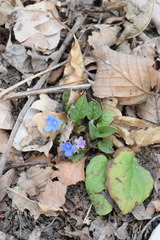Omphalodes verna