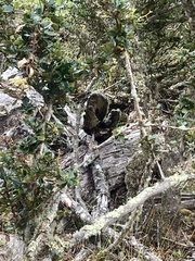 Aphrastura spinicauda