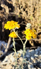 Psilostrophe gnaphalodes