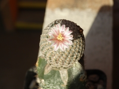 Mammillaria breviplumosa