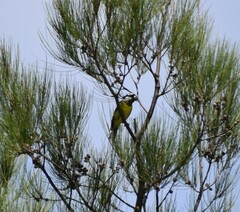 Falcunculus frontatus