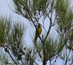 Falcunculus frontatus