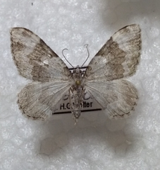 Coenotephria tophaceata