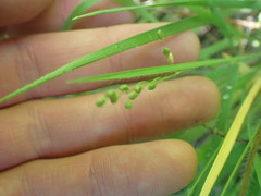 Dichanthelium depauperatum