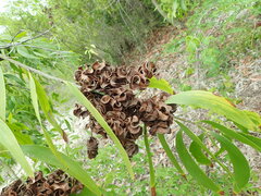 Acacia auriculiformis