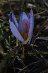 Crocus biflorus