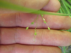 Dichanthelium depauperatum