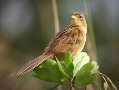 Emberizoides herbicola