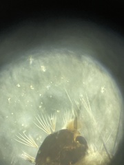 Aedes canadensis