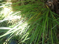 Dichanthelium depauperatum