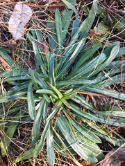Carex platyphylla