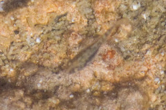 Cyprinodon macularius