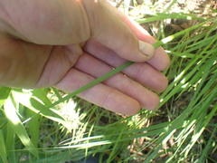 Dichanthelium depauperatum