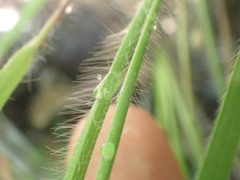 Dichanthelium depauperatum