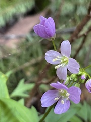 Cardamine
