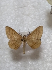 Idaea ochrata