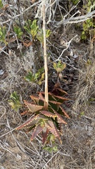 Aloe distans