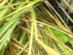 Dichanthelium depauperatum