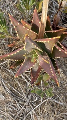 Aloe distans