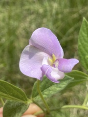 Vigna vexillata vexillata