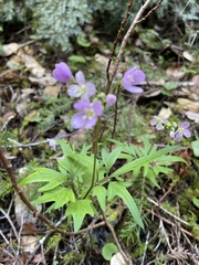 Cardamine
