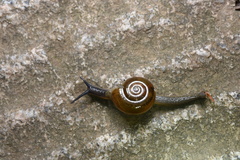 Helicarionoidea